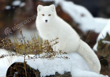 Arctic Fox, Beast Lord alpha